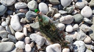 Коктебель, Чёрное море: финальная рыбалка с луфарём, зеленушкой и барабулькой у длинного пирса