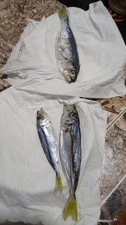 Коктебель, Чёрное море: финальная рыбалка с луфарём, зеленушкой и барабулькой у длинного пирса