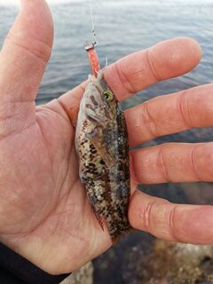 Чёрное море, Тонкий мыс: зеленуха обрывала надежды, соседи на бомбарду тянули саргана