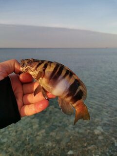Чёрное море на рассвете: скорпены в темноте, раздача до восьми на мели и оборванный паровозик