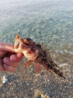 Чёрное море на рассвете: скорпены в темноте, раздача до восьми на мели и оборванный паровозик