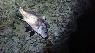 Чёрное море: скорпена на резину и утренний поиск саргана