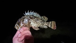 Чёрное море: скорпена на резину и утренний поиск саргана