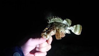Чёрное море: скорпена на резину и утренний поиск саргана