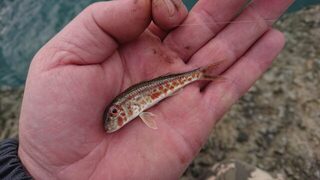 Чёрное море: скорпена на резину и утренний поиск саргана