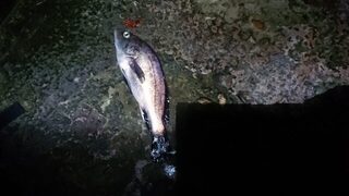 Небольшой горбыль отпущен, а карасик достался знакомой на ужин