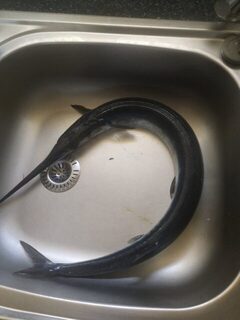 На Средиземном море вода +18, а крупный сарган попадается поодиночке