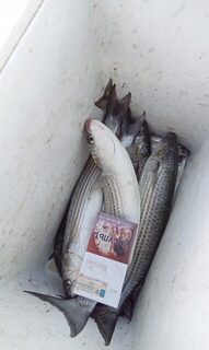 Севастопольская кефаль сейчас клюет вполне неплохо на море