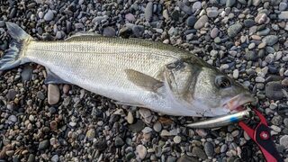 Европейский лаврак, он же Seabass