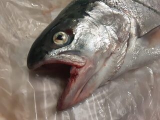 Ялта, Крым: радужная форель - микижа и стальноголовый лосось, а охота у него продолжается
