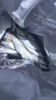 Центр Сочи, море Чёрное: от 21.00 и до 24.00 - проводка, смена приманок и килограмчик улова