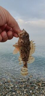 Чёрное море: утренний и вечерний выход, а в местной ловле автор пока только разбирается