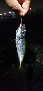 Чёрное море: утренний и вечерний выход, а в местной ловле автор пока только разбирается
