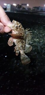 Чёрное море: утренний и вечерний выход, а в местной ловле автор пока только разбирается