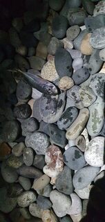 Сочи, Чёрное море: удачный вечер у Сочи парка, поклёвка почти с каждого заброса, рыбу вернули