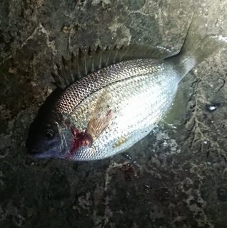 Первый горбылик за год отпущен, а кто протащил десять метров?
