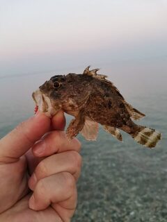 Чёрное море с трёх ночи: шесть карасей на сковородку и опасная встреча с дракончиками