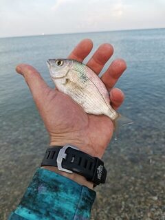 Чёрное море, западная часть посёлка: с пяти до семи в грозу, карась со ставридой на техас