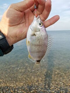 Чёрное море, западная часть посёлка: с пяти до семи в грозу, карась со ставридой на техас