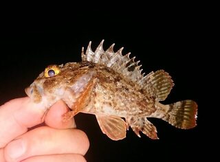 Чёрное море, ловля с бун: мелкая ставрида на светлые приманки, сарган и скорпена для ухи