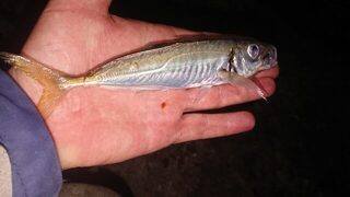 Чёрное море у буны: короткая ловля ставриды, скорпены и горбыля с отпусканием