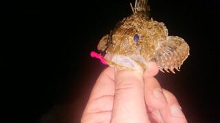 Чёрное море у буны: короткая ловля ставриды, скорпены и горбыля с отпусканием