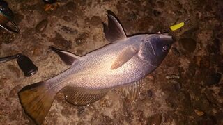 Чёрное море у буны: короткая ловля ставриды, скорпены и горбыля с отпусканием