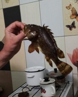 Вылазки из Джубги с поплавком и оранжевыми приманками с запахом креветки