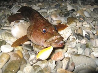 Чёрное море на воблеры: скорпена, карась, кукушка, горбыль, ставрида и даже мармир в улове