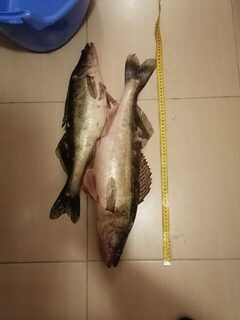 Очередные приманки для морской коробки