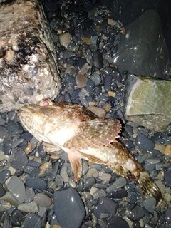 В Большом Утрише голяк с моря, а с берега бомбарда с сушеным нереисом