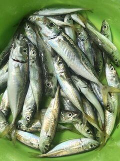 Любимовка, пирсы и микроджиг ради морского бриза и самого процесса