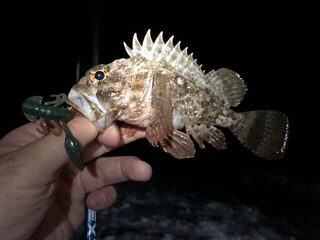 Ночь на Имеретинском пляже со скорпеной и множеством зацепов