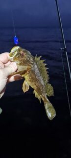 Ялта, Чёрное море: береговая ловля скорпены старым спиннингом в полный штиль
