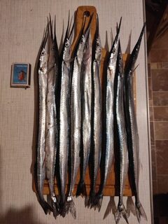 Черное море: береговая ловля саргана в ноябре и октябрьские уловы на память