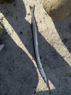 На бунах рыба клевала набегами, но на пару сковородок хватило