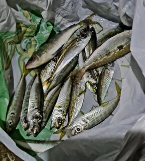 Окуни и ставридка на полграмма с леской 0,07 мм, почти мормышинг