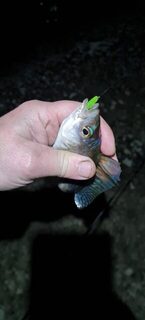 Окуни и ставридка на полграмма с леской 0,07 мм, почти мормышинг