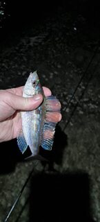 Окуни и ставридка на полграмма с леской 0,07 мм, почти мормышинг