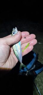 Окуни и ставридка на полграмма с леской 0,07 мм, почти мормышинг