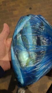 За полчаса девять отборных ставридин, одна оказалась больше ладони