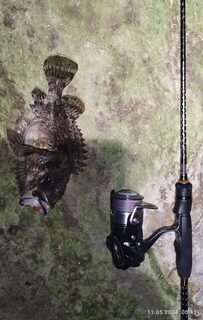 Ночная ловля спиннингом в Сочи на Чёрном море: скорпена, ставрида и горбыль