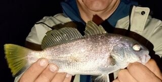 Ночная ловля спиннингом в Сочи на Чёрном море: скорпена, ставрида и горбыль