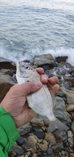 Лермонтово, ловля на диком берегу Чёрного моря до рассвета и после: бомбарда с тиролькой и слабый клёв