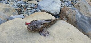 Лермонтово, ловля на диком берегу Чёрного моря до рассвета и после: бомбарда с тиролькой и слабый клёв