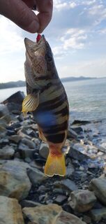 Лермонтово, ловля на диком берегу Чёрного моря до рассвета и после: бомбарда с тиролькой и слабый клёв