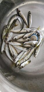 Сочи-парк, Чёрное море: отводной сегодня, клевало слабо, а на крючке мелкотвистеры и маракуя