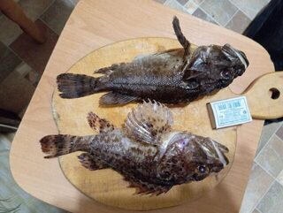 Окрестности Ялты, Чёрное море: с бун на отводной, бомбарду и микросиликон по ставриде