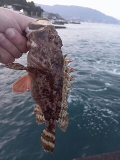 Окрестности Ялты, Чёрное море: с бун на отводной, бомбарду и микросиликон по ставриде