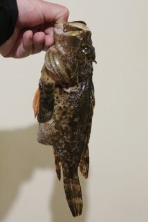 Окрестности Ялты, Чёрное море: с бун на отводной, бомбарду и микросиликон по ставриде